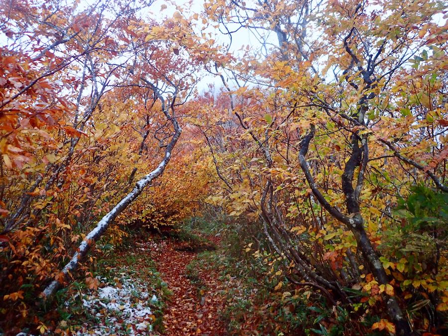 しかし紅葉は雪もあって最高に赤に深みを感じました